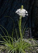 Xerophyllum tenax - Beargrass